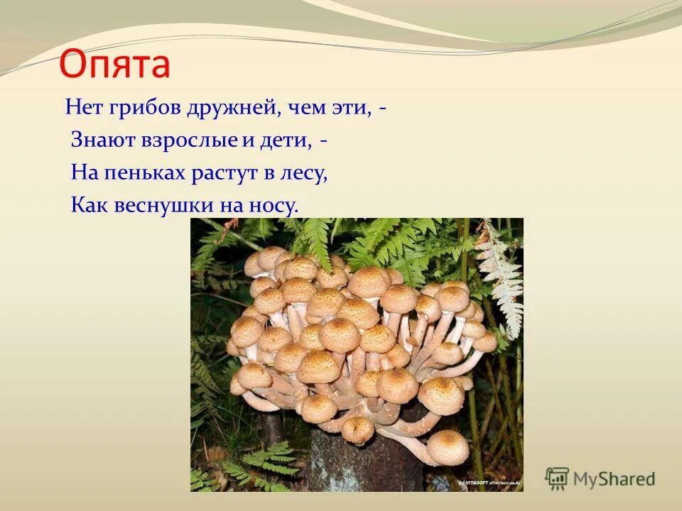 нет грибов дружней чем. дружные грибы. у каких грибов нет грибницы. на пеньках растут в лесу как веснушки на носу. на пеньках растут в лесу как веснушки.