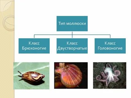 Различие и сходство брюхоногих и двустворчатых моллюсков