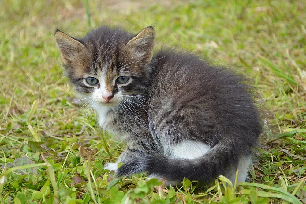 экопарк сергиев посад кочевник. экопарк сергиев посад кочевник. животные хотьково. этнопарк сергиев посад хотьково. парк кочевник сергиев посад.