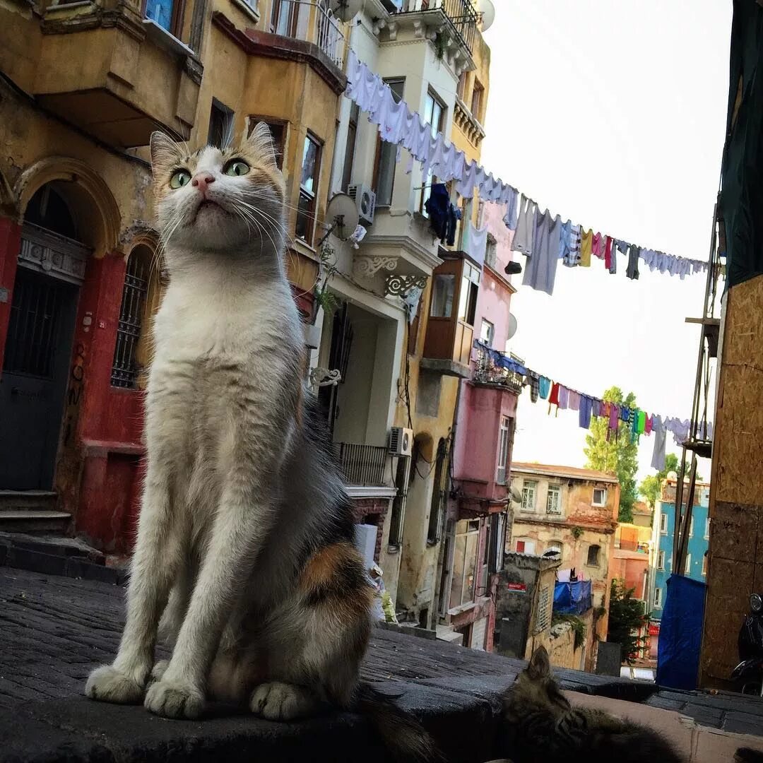 Turkey cats. Стамбул город кошек. Город кошек. Город кошек в Турции. Кушка город.