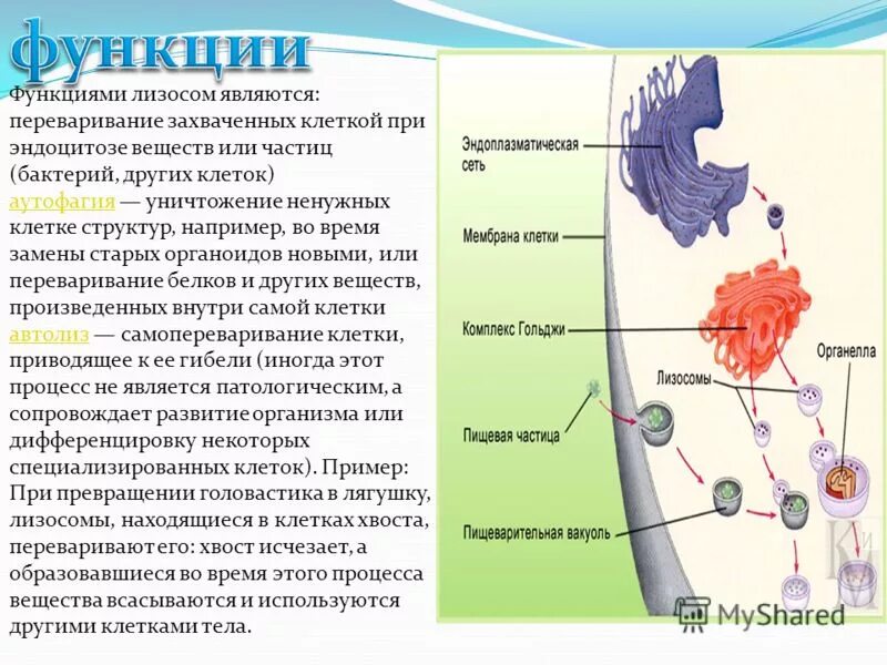 Лизосомы строение и функции. Функции комплекс лизосомы. Строение лизосомы эукариотической клетки. Функции лизосомы в клетке. Комплекс гольджи и лизосомы схема.