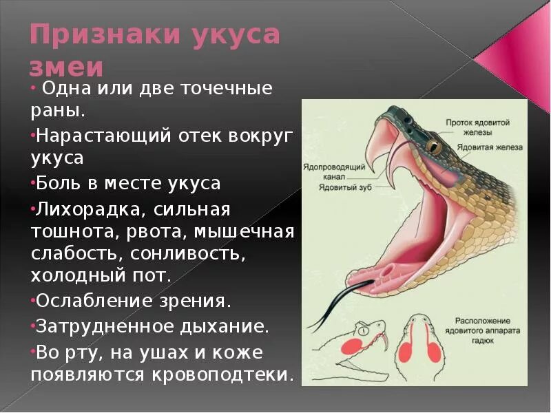 Симптомы укуса ядовитой змеи. Симптомы при укусе гадюки.