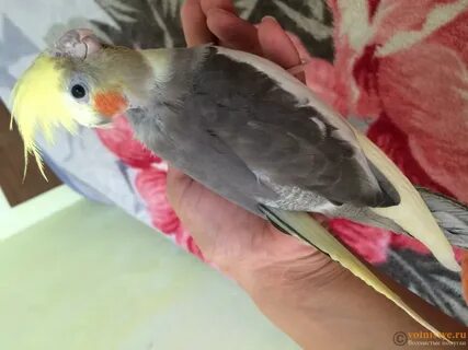 Самка кореллы зовет самца
