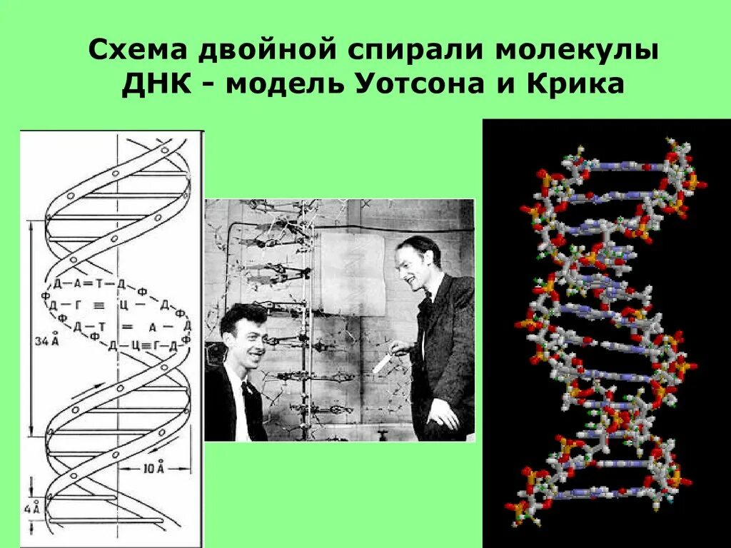 Открытые структуры днк. Модель ДНК Уотсона и крика. Модель структуры ДНК Уотсона-крика. Модели двойной спирали ДНК крика и Уотсона. Строение ДНК Уотсон крик.