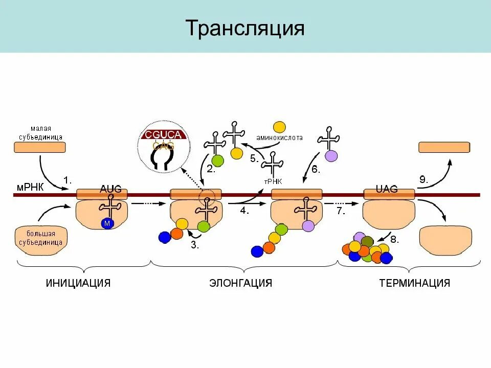 Инициация элонгация терминация. Этапы синтеза белка (инициация, элонгация, терминация) биохимия. этапы трансляции инициация элонгация терминация. этапы трансляции биосинтеза белка инициация. инициация элонгация терминация схема.