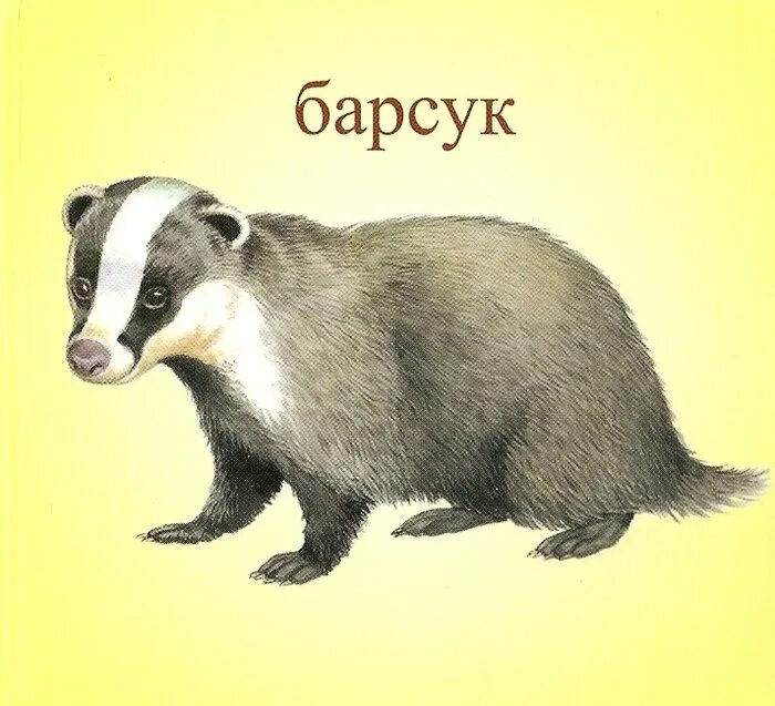 Европейский барсук. Барсук морда. Включи барсука. Включи барсука. Барсук (обыкновенный) - meles meles.