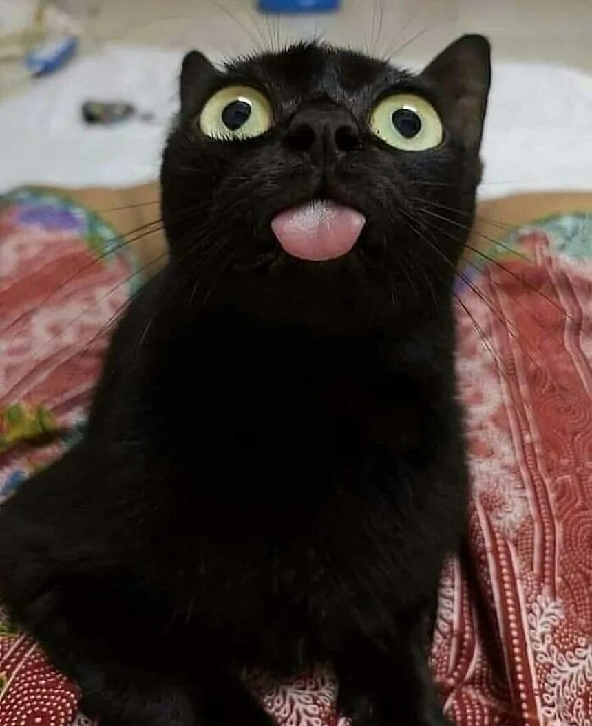 Смешной черный кот. Черный кот с выпученными глазами. Смешные черные коты. Черная кошка.