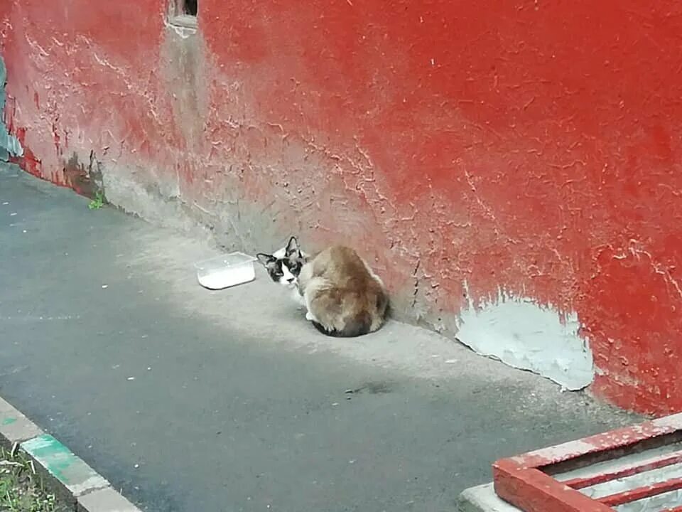 Топить котят это грех. Топить котят это грех