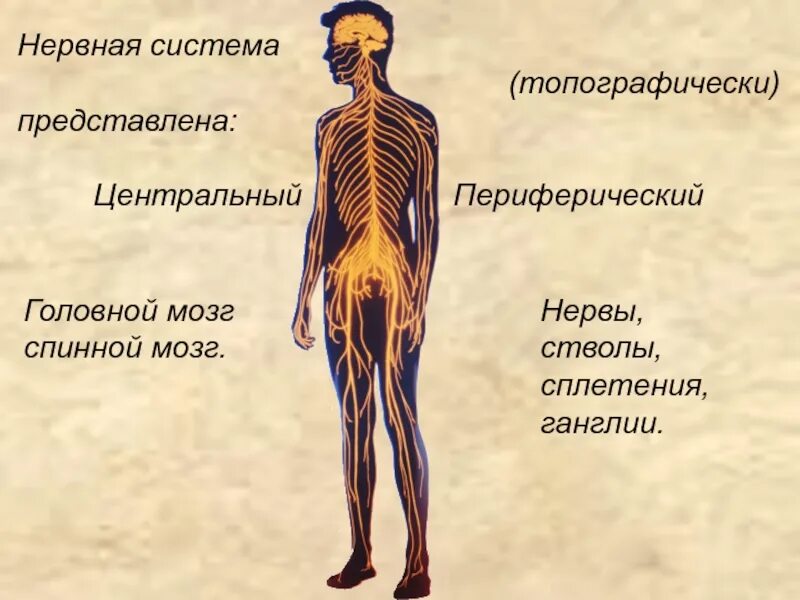 Центр периферическая нервной системы. Нервная система. Периферическая нервная система человека. Нервная система представлена. Центральная нервная система и периферическая нервная.