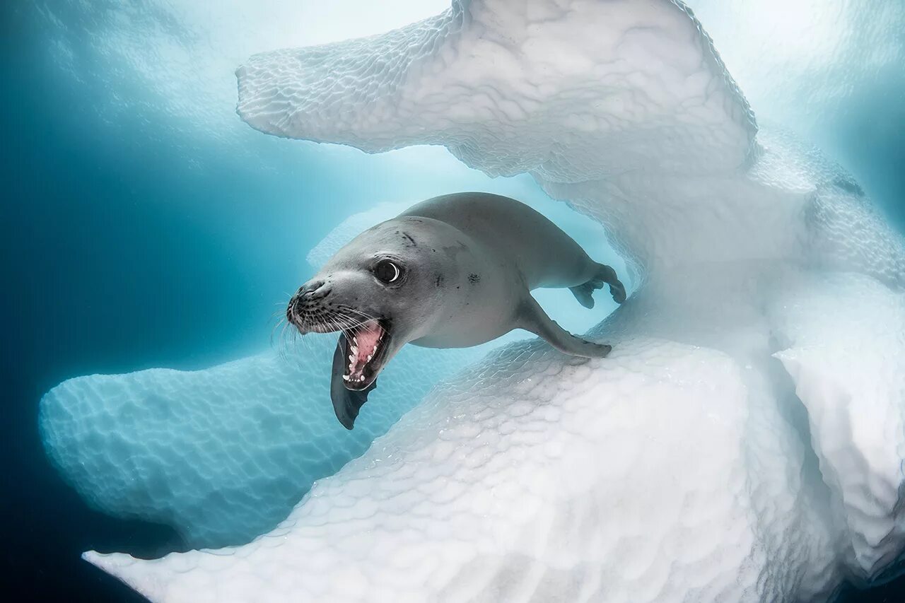 Тюлень крабоед в Антарктиде. Тюлень Уэдделла в Антарктиде. Морской леопард в Антарктиде. Морской леопард и крабоед.
