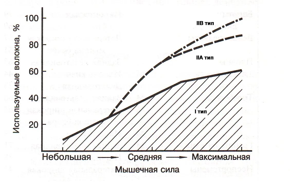 Порядок рекрутизации мышечных волокон разных типов. Вовлечение в работу мышечных волокон. Диаграмма мышечная сила. Правилом Ханнемана порядок рекрутизации мышечных волокон. Максимальное приложение усилий