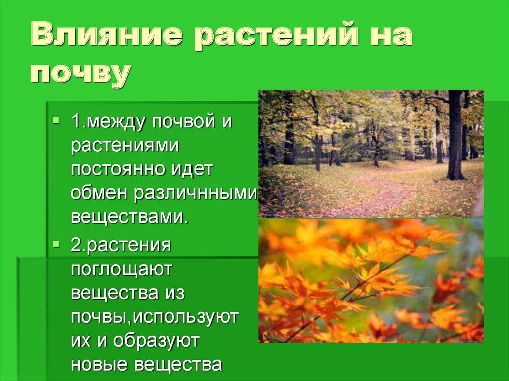 Влияние растительного покрова. Как растения влияют на почву. Влияние почвы на растения. Влияние растительности на почву. Воздействие на почвы и растительность..