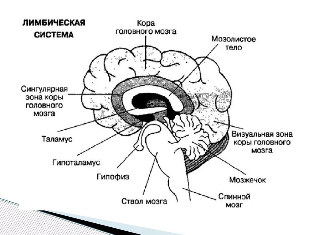 Большое полушарие мозолистое тело мост гипоталамус. Структура мозга лимбическая система.