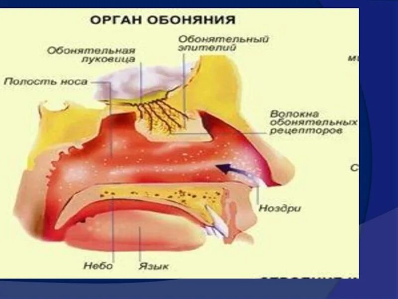 Орган обоняния. Строение органа обоняния. Орган обоняния нос строение. Структура органа обоняния. Орган обоняния схема.