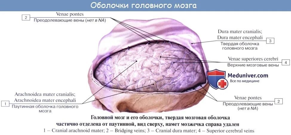 Грыжа мозговых оболочек латынь. Паутинная оболочка головного мозга. Грануляции паутинной оболочки мозга. Паутинная оболочка мозга цистерны.