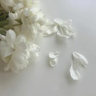 Эстетика фото на белом фоне