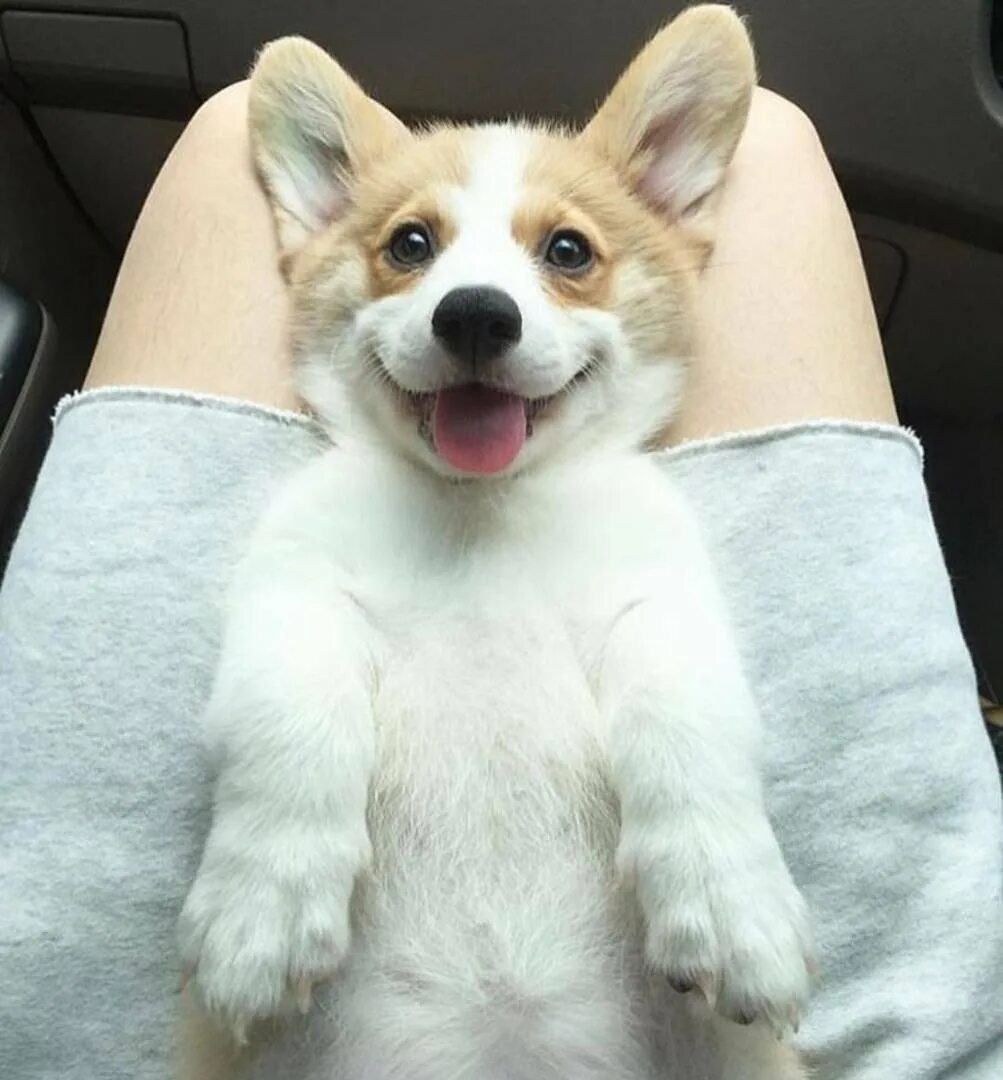 Забавные корги. Японский корги. Корги бентли. Забавные корги. Забавные корги.