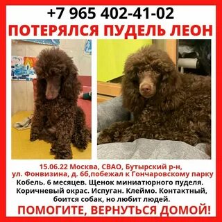 Объявление пудель