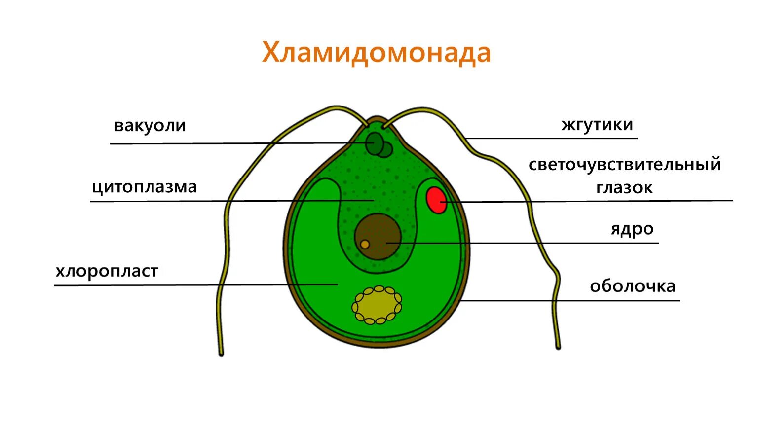 Назовите одноклеточные водоросли. Строение одноклеточных зелёных возрослей. Строение клетки вордорослоя. Строение клетки Chlamydomonas. Схема строения клетки хламидомонады.