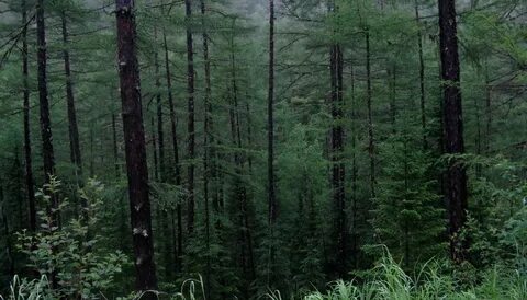 Хвойные леса дальнего востока