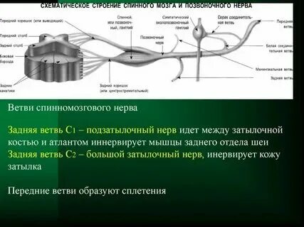 Передние корешки спинного мозга образованы двигательных нейронов