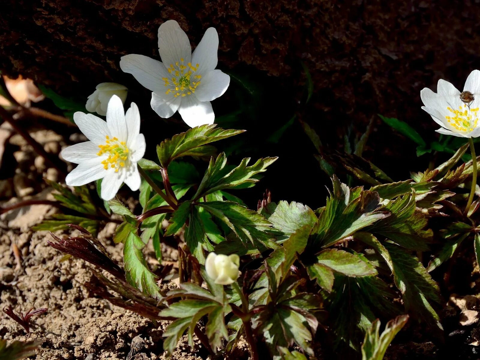 Анемона дубравная anemone sylvestris. Растение ветреница дубравная. Ветреница (анемона) лесная (anemone sylvestris). Ветреница дубравная анемона. Ветреница лесная (anemone sylvestris).