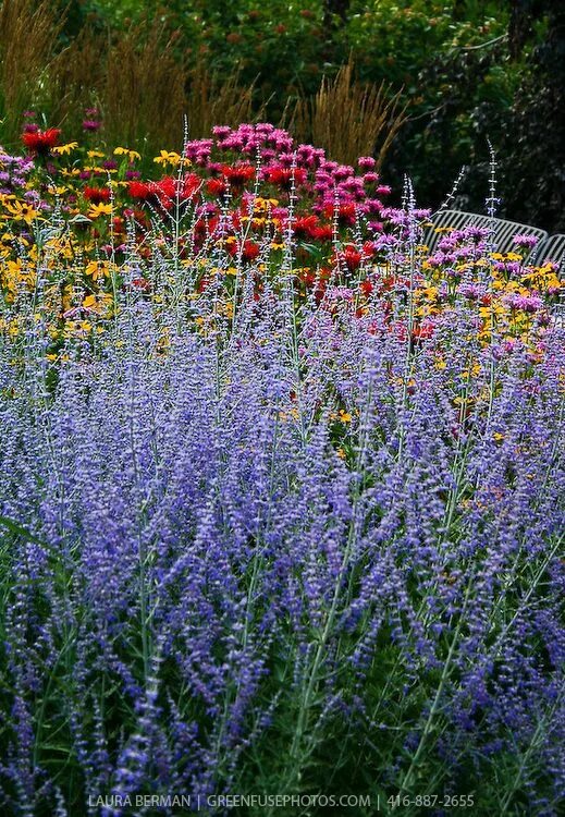 Russian plants. Перовския лебедолистная. Перовския лебедолистная (Perovskia atriplicifolia Blue Steel). Перовския лебедолистная в ландшафте. Перовския и солидаго.