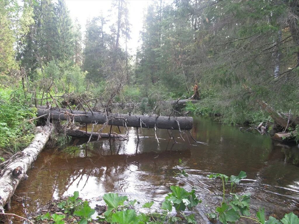 Река Пожва,Косьва. Пожва (приток Косьвы). Пожва Лемпиха. Река Пожва. Погода пожва пермский край на 10