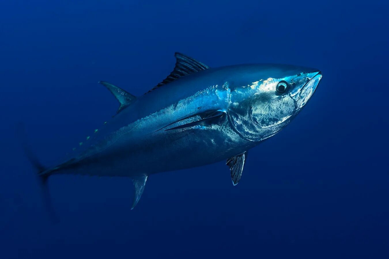 Bluefin tuna. Тунец bluefin. тихоокеанский голубой тунец. тунец семейство скумбриевых. синепёрый тунец.
