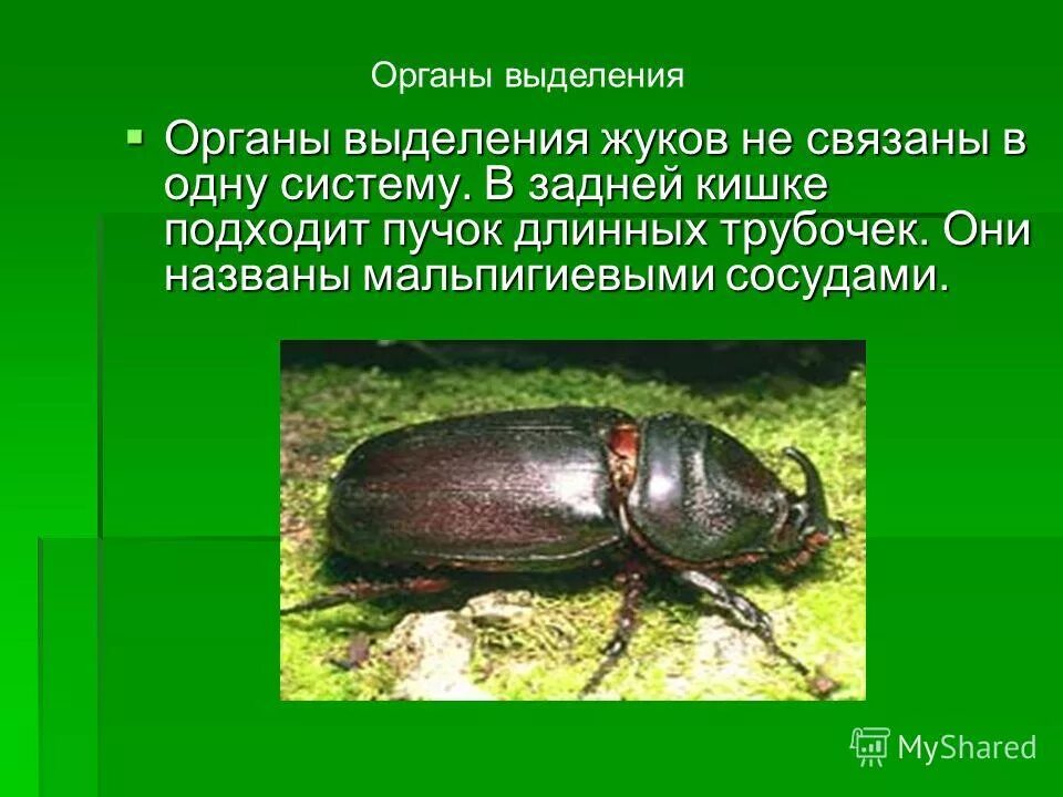 жуки могильщики трупоеды. жук могильщик выделительная система. жук могильщик выделительная система. жук могильщик выделительная система. жесткокрылые насекомые сообщение.