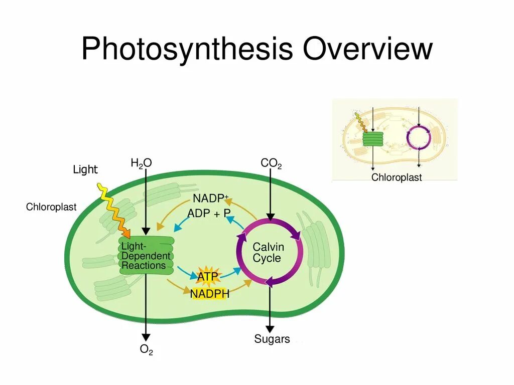 Цикл кальвина в хлоропластах. НАДФ В фотосинтезе. Цикл Кальвина в фотосинтезе. НАДФ участив в фотосинтезе.