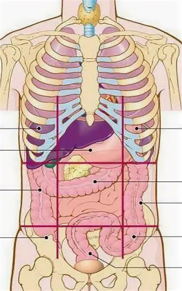 Органы человека находящиеся с левой стороны. Органы эпигастрия анатомия. Расположение органов с левой стороны. Органы левого подреберья внутренние. Органы находящиеся слева под ребрами.