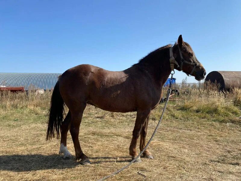 кобыла возраст