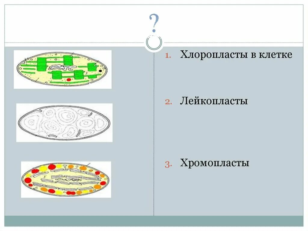 Лейкопласты в растительной клетке. Хлоропласты и лейкопласты в клетках. Хромопласты строение. Структура клетки лейкопласты хромопласты. Хлоропласты хромопласты лейкопласты.