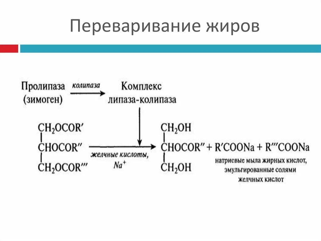 Ферменты эмульгирующий жиры. Схема переваривания липидов. Переваривание жиров биохимия этапы. Переваривание жиров липаза. Схема переваривание жирных кислот.