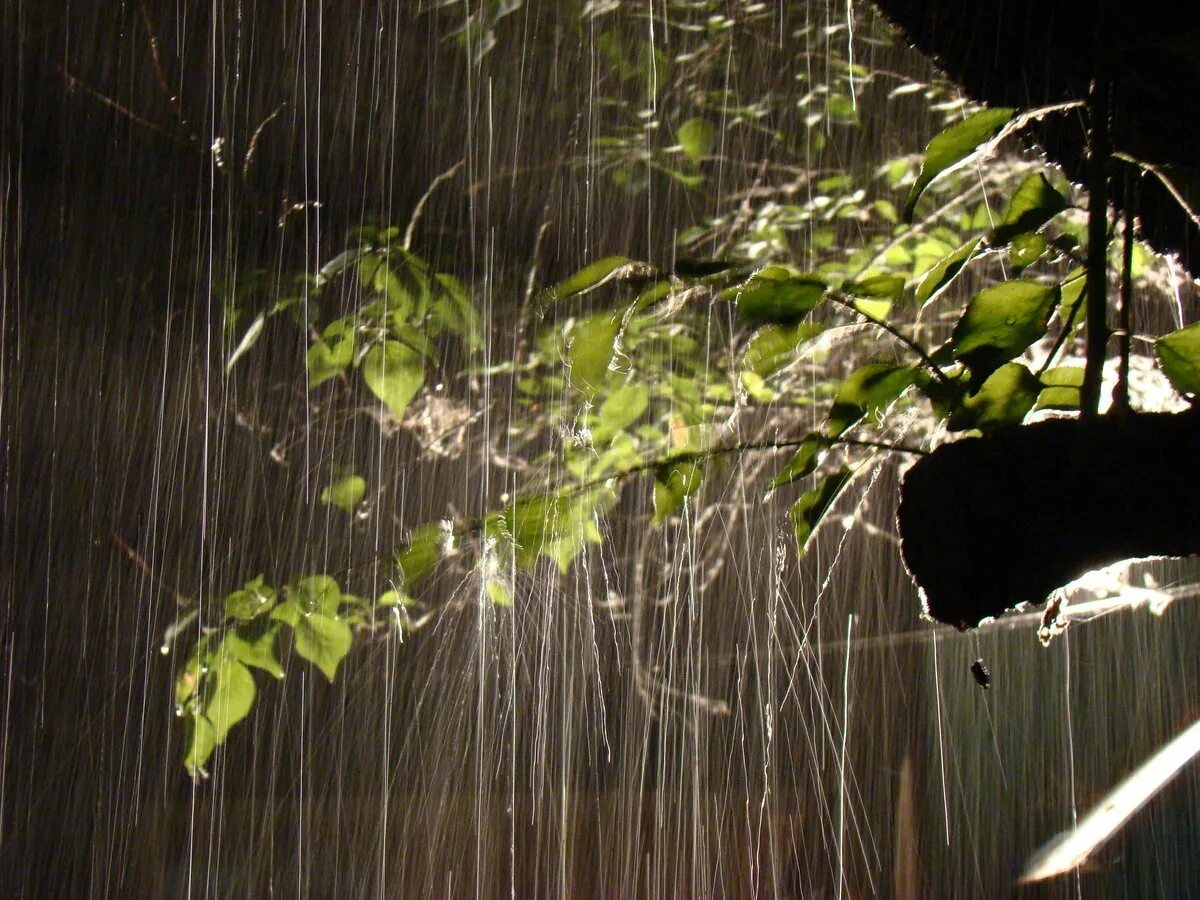 Rain фото. Дерево под дождем. Лето дождь. Весенний дождь Эстетика. Дождь деревья.