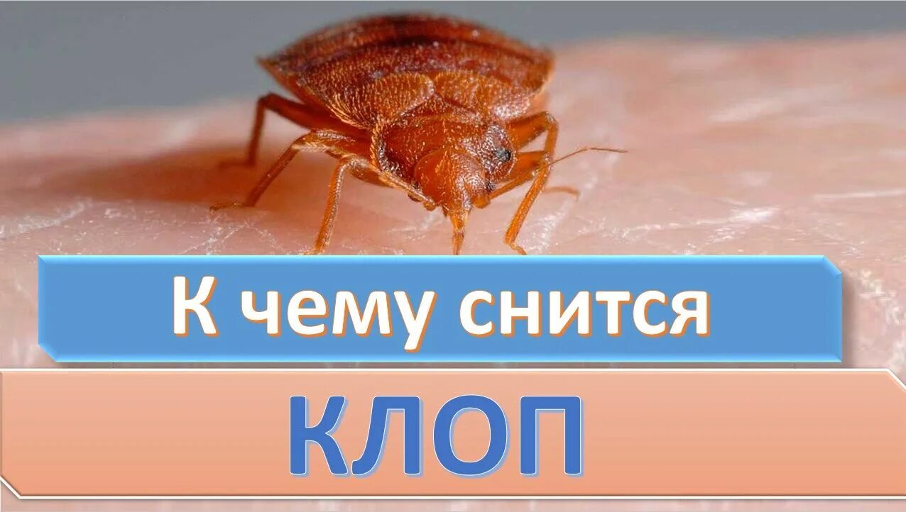 К чему снятся клопы большие.