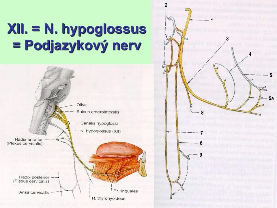 Подъязычный нерв строение. Подъязычный нерв нерв. Nervus hypoglossus иннервирует. Подъязычный нерв анатомия схема. Поражение подъязычного нерва