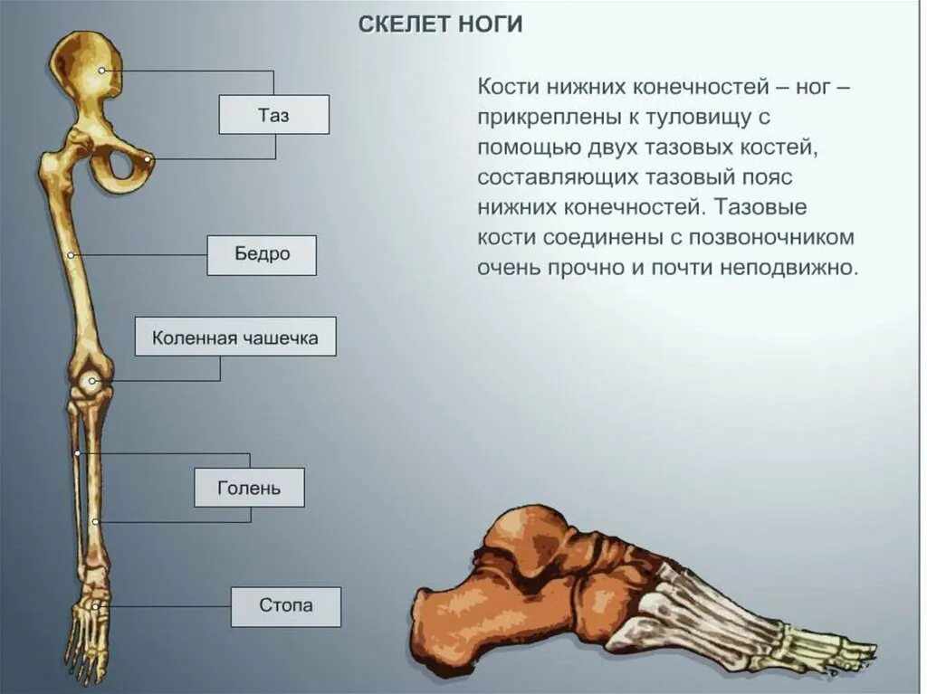 Прикрепляются к костям скелета с помощью
