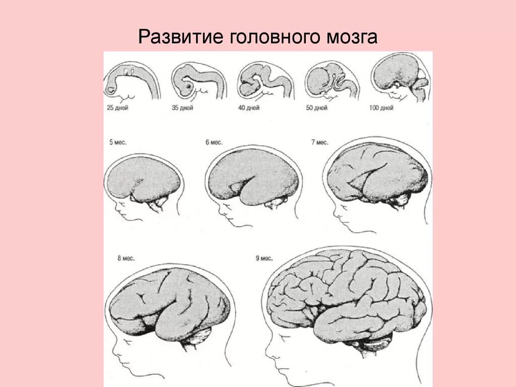 Формирование мозга. Схема развития головного мозга. Формирование мозга у ребенка. Головной мозг ребенка. Возрастные изменения мозга