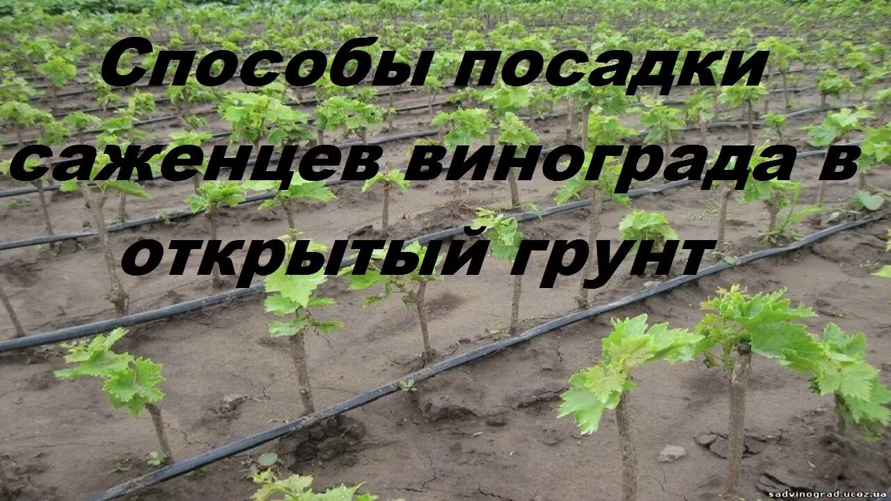 Сажаем виноград весной саженцами в открытый грунт. Посадка черенков винограда в грунт. Способы посадки винограда. Высадка саженцев винограда. Посадка винограда весной в открытый грунт.