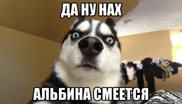 Мем со смеющейся собакой. Мемы с собаками. смейся пес мем. собака смеется мем. собака альбина.