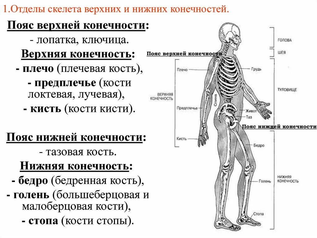 Функции костей конечностей. Строение отделы функции скелета. Основные отделы скелета человека характеристика. Отделы скелета туловища и характеристика. Отделы скелета нижней конечности человека таблица.