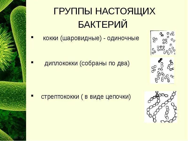 Все представители прокариоты бактерии растения. Группы настоящих бактерий. подцарство бактерии. бактерии настоящие бактерии. царство бактерии подцарство.