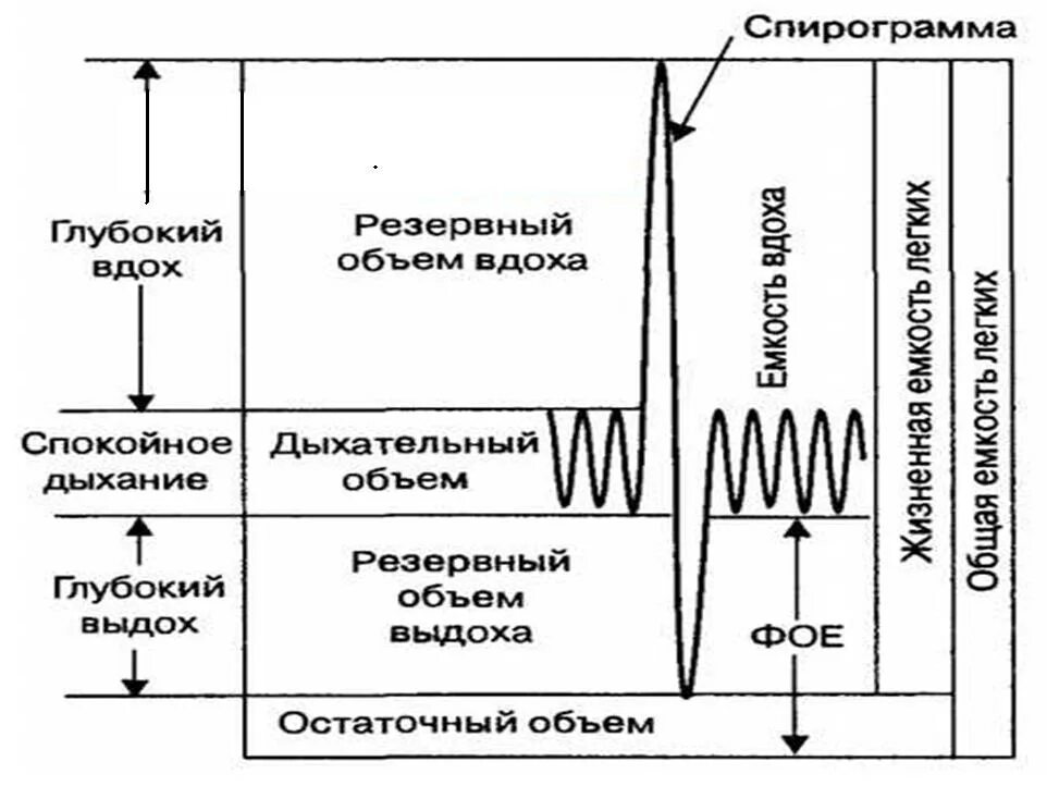 Спирограмма выдоха физиология. Жел на спирограмме. Спирограмма объемы. Спирография физиология. Спирограмма объемы.