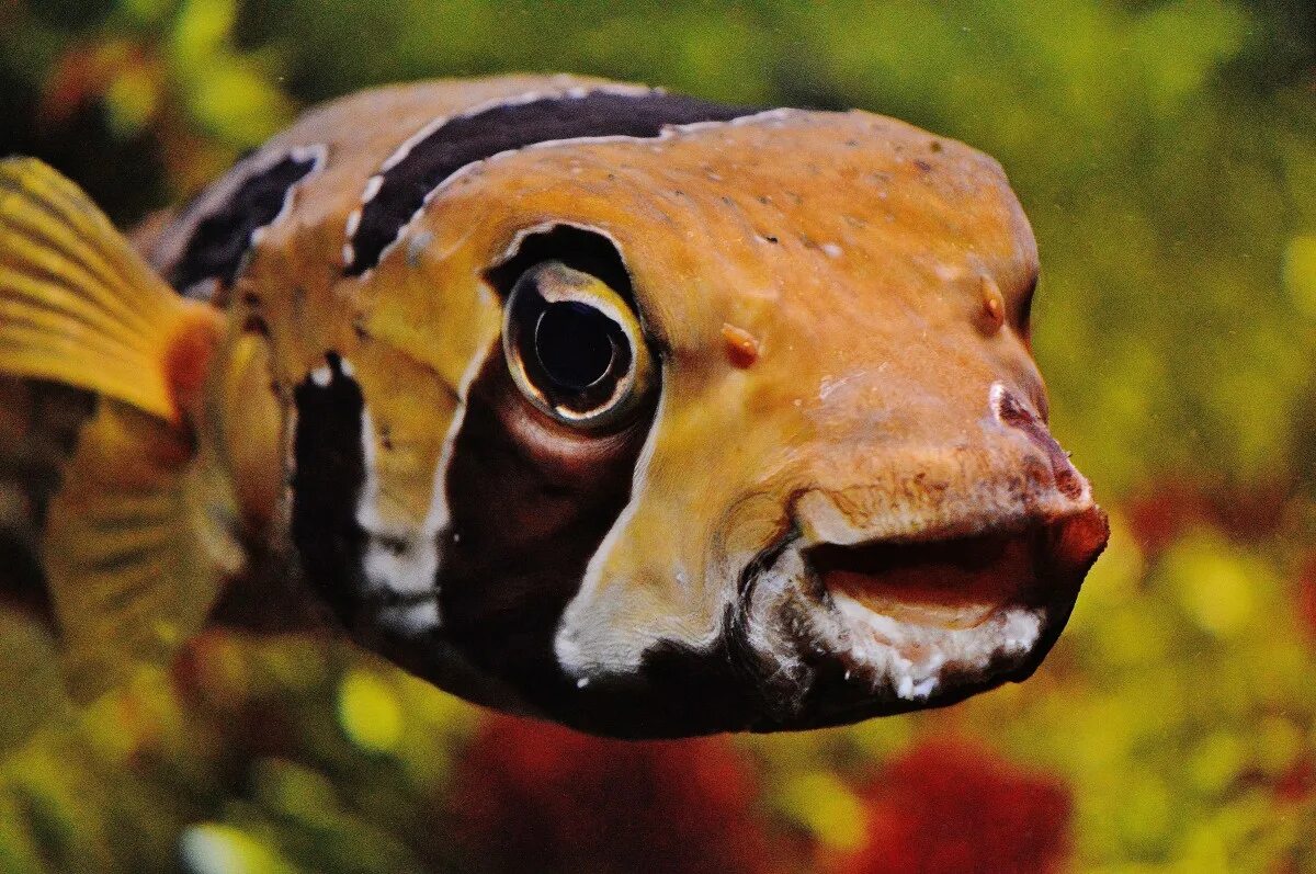 Какие глаза у рыб. Аквариумные рыбки губастые. Рыбья морда. Рыба крупным планом. Глаз рыбы.