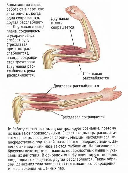 Мышцы сгибающие руку в локте. Функция двуглавой мышцы руки. мышцы руки названия бицепс. анатомия движение руки с мышцами. скелетные мышцы рук.