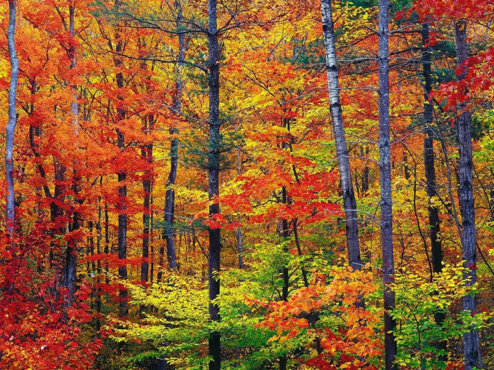 Может ли вас взволновать красота осеннего леса. Скребицкий осень. Г. Скребицкий «художник-осень».