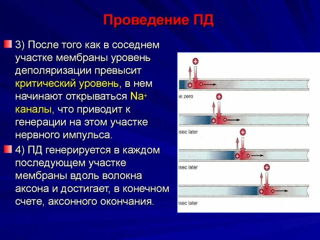 Критический уровень деполяризации мембраны. Деполяризация соседних участков мембраны. Уровень критичности презентация. Законодательство Пд. Проверка пд