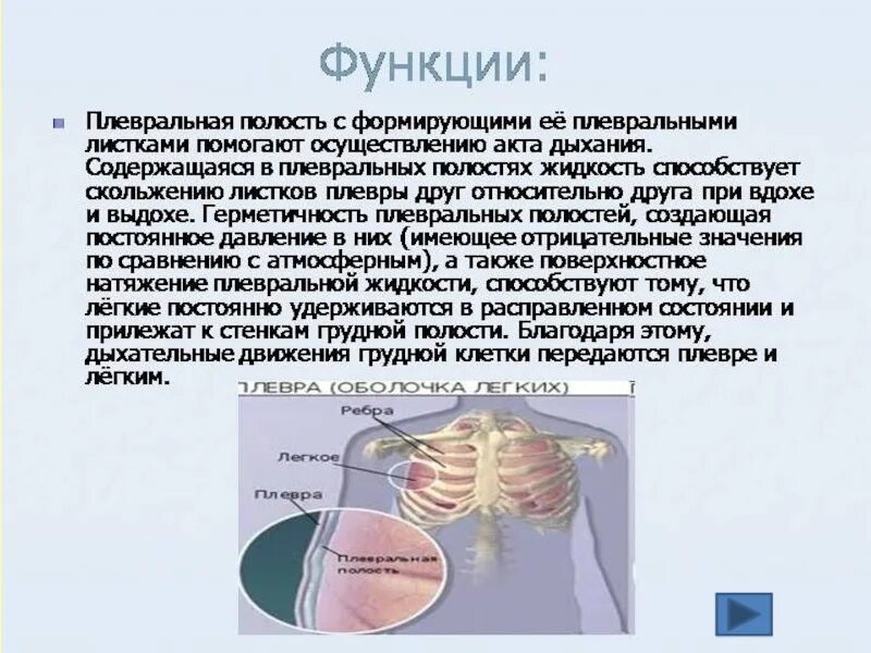 Правая плевральная полость. Плевральная полость строение и функции. Плевра и плевральная полость функции. Функции плевральной полости легкого. Функциональная характеристика плевральной полости.